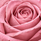 Caja Blanca Premium 7 Rosas