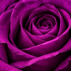 Corazón Morado Premium 24/27 Rosas
