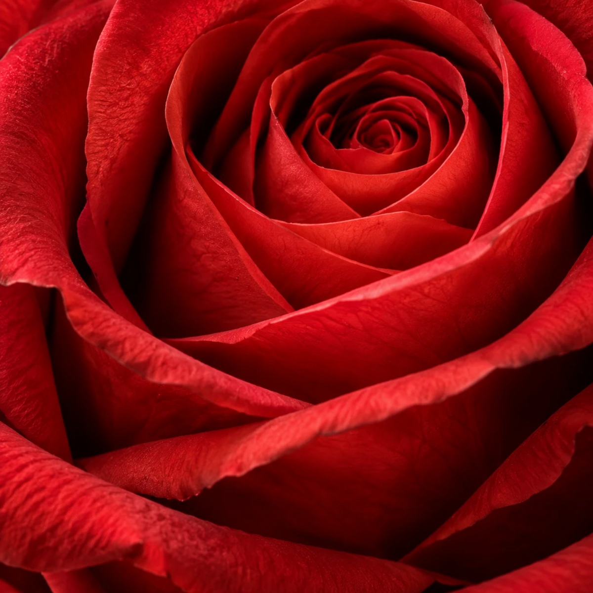 Corazón Rojo Premium 16 Rosas